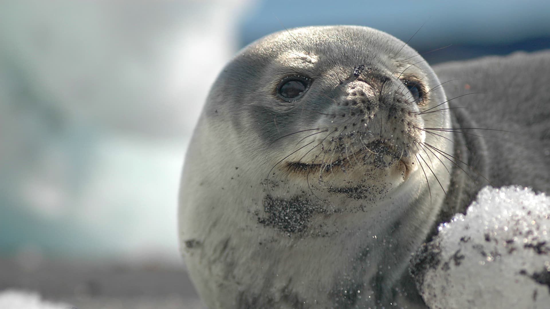 ANTARCTICA TRAVERSE