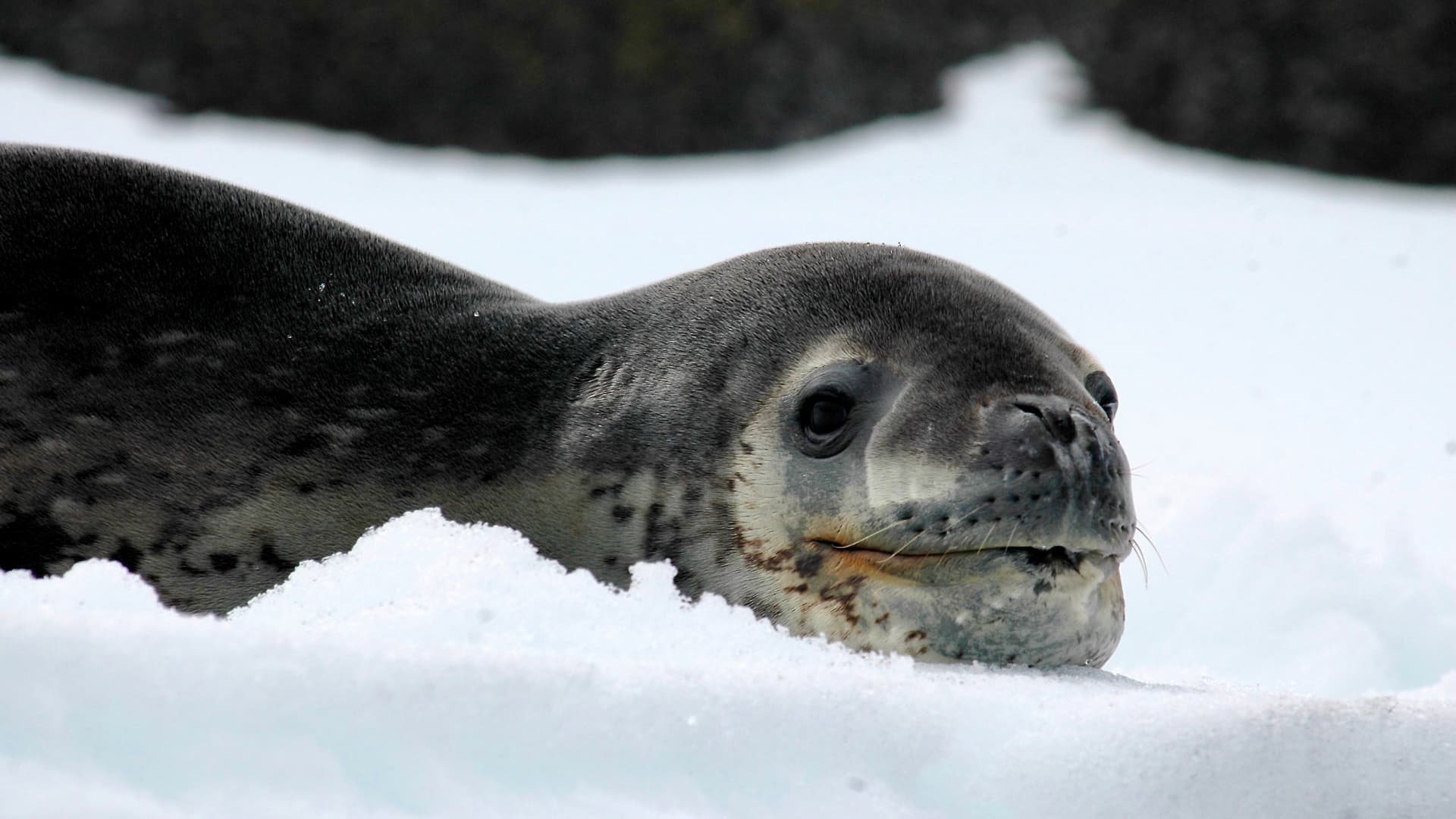 ANTARCTICA TRAVERSE