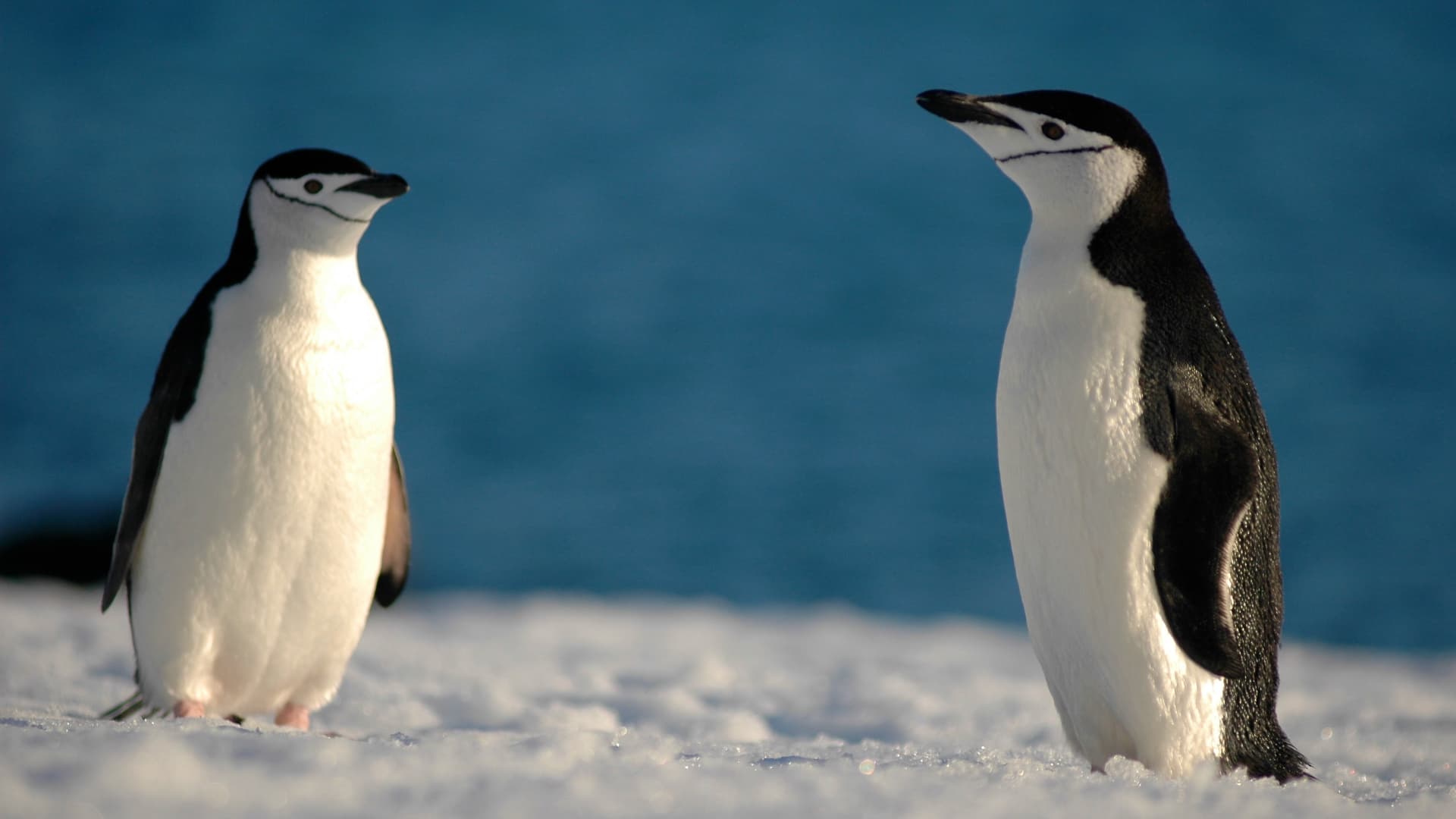 ANTARCTICA TRAVERSE